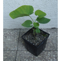 KOKORNAK WIELKOLISTNY