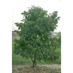 HURMA AMERYKAŃSKA KAKI Diospyros