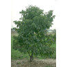 HURMA AMERYKAŃSKA KAKI Diospyros