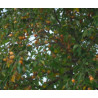 HURMA AMERYKAŃSKA KAKI Diospyros