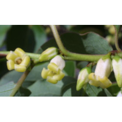 HURMA AMERYKAŃSKA KAKI Diospyros
