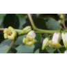 HURMA AMERYKAŃSKA KAKI Diospyros