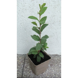 JUJUBA POSPOLITA Głożyna