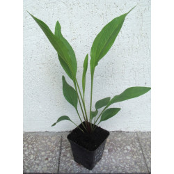 JEŻÓWKA PURPUROWA odmiany TIKI TORCH