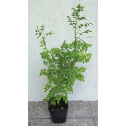 MILIN AMERYKAŃSKI Flava Golden Trumpet