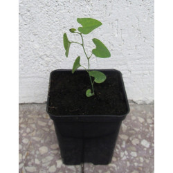 KOKORNAK MANDŻURSKI Aristolochia
