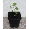 KOKORNAK MANDŻURSKI Aristolochia