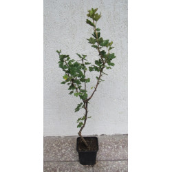 AGREST PUSZKIŃSKIJ ŻÓŁTY