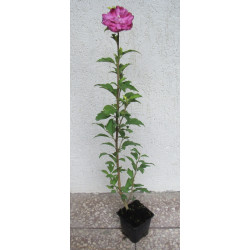 KETMIA SYRYJSKA Sanchoyo