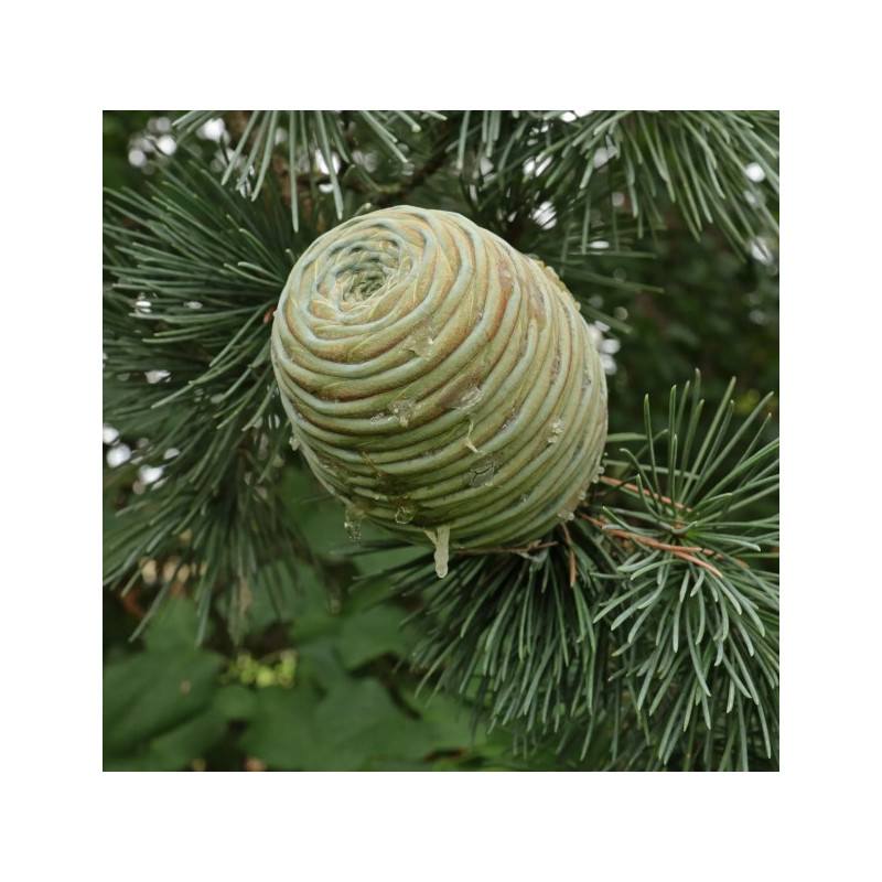 CEDR ATLASKI GLAUCA CEDRUS