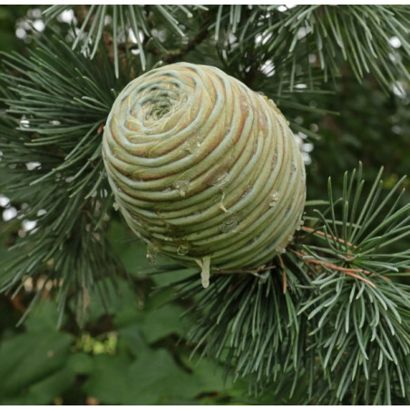 CEDR ATLASKI GLAUCA CEDRUS