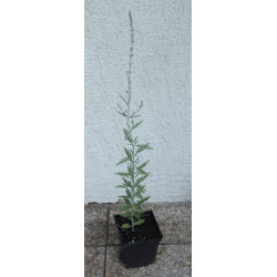 PEROWSKIA ŁOBODOLISTNA Blue Spire