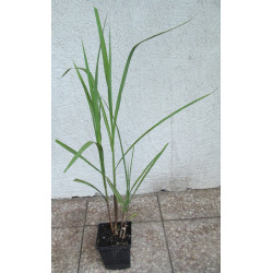 MISKANT OLBRZYMI GIGANTUS