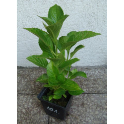 HORTENSJA ALPENGLUHEN