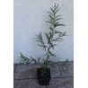 KUFLIK CYTRYNOWY