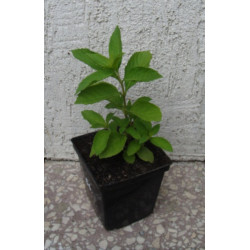 PIĘKNOTKA JAPOŃSKA POŁADNIA