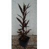 LOBELIA LŚNIĄCA Queen Victoria