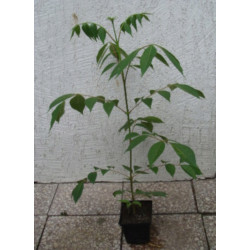 EWODIA KOREAŃSKA Daniellii  Miododajna