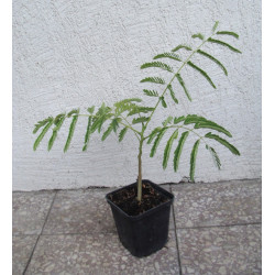 PŁOMIEŃ AFRYKI Delonix regia