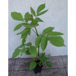 BEZ KORALOWY Sambucus