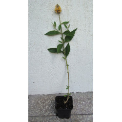 BUDLEJA WEYERIANA SUNGOLD