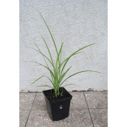 MISKANT CHIŃSKI Early Hybrids