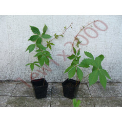 WINOBLUSZCZ Parthenocissus