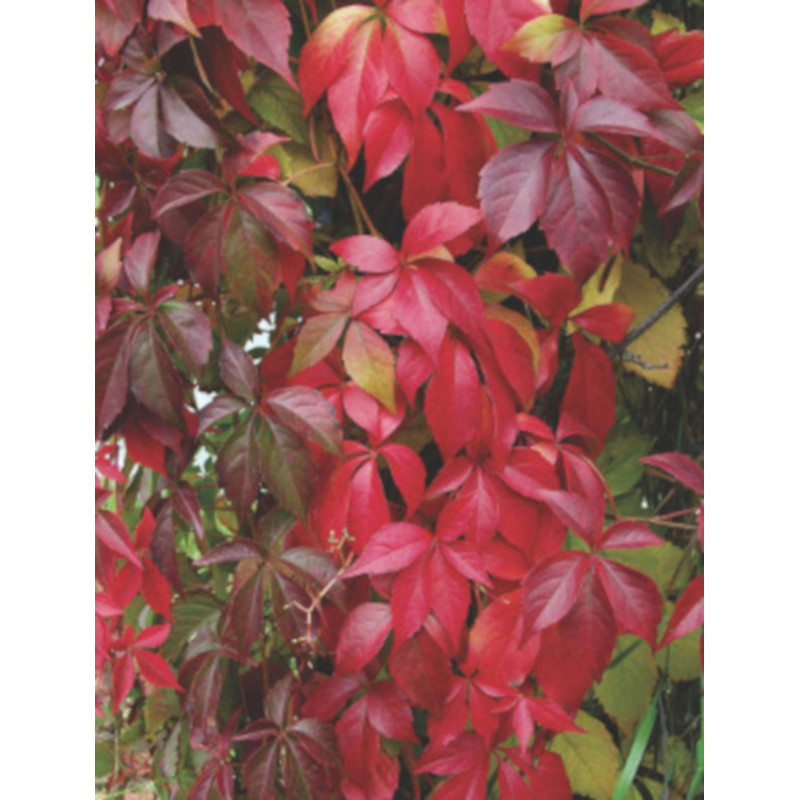 WINOBLUSZCZ Parthenocissus