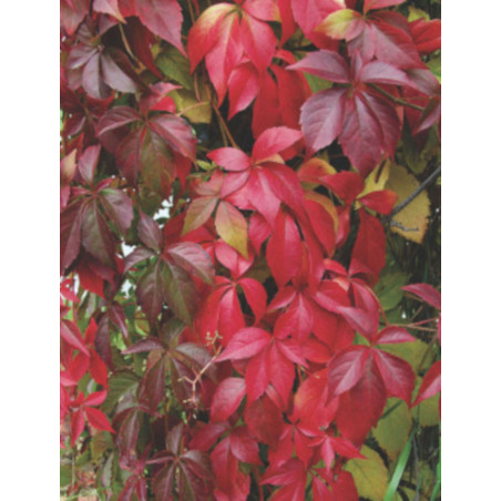 WINOBLUSZCZ Parthenocissus