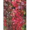 WINOBLUSZCZ Parthenocissus