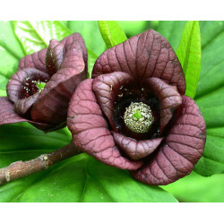 URODLIN TRÓJŁATKOWY Asimina