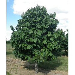 URODLIN TRÓJŁATKOWY Asimina