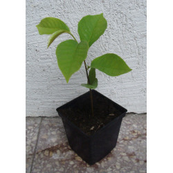 URODLIN TRÓJŁATKOWY Asimina