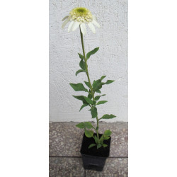 JEŻÓWKA CARA MIA SANDS