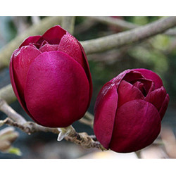MAGNOLIA BLACK TULIP - sadzonki w doniczkach