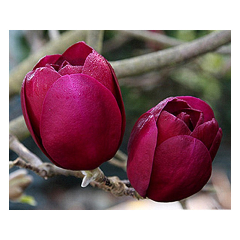 MAGNOLIA BLACK TULIP - sadzonki w doniczkach
