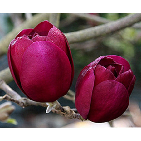 MAGNOLIA BLACK TULIP - sadzonki w doniczkach