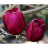MAGNOLIA BLACK TULIP - sadzonki w doniczkach