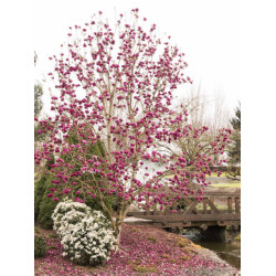 MAGNOLIA BLACK TULIP - sadzonki w doniczkach