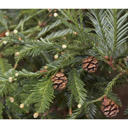 SEKWOJA ZAWSZEZIELONA