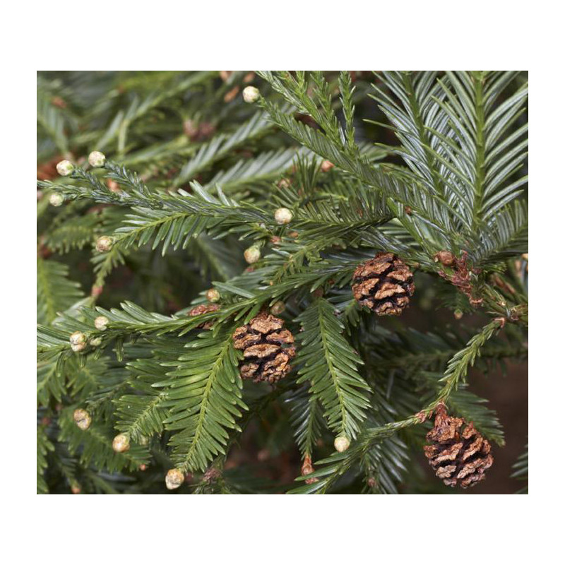 SEKWOJA ZAWSZEZIELONA