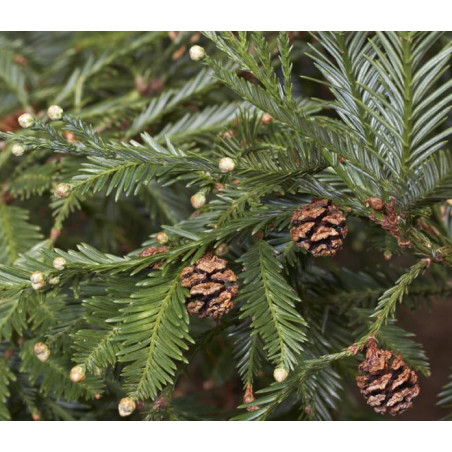 SEKWOJA ZAWSZEZIELONA