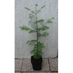 METASEKWOJA CHIŃSKA