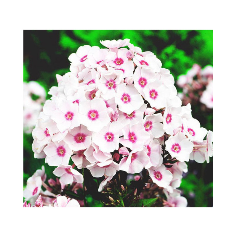 FLOKS WIECHOWATY Europa