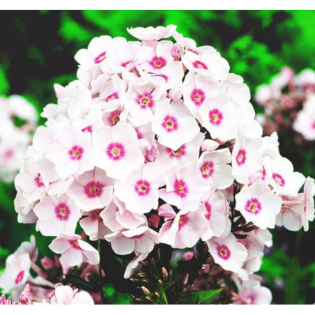 FLOKS WIECHOWATY Europa