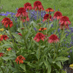 JEŻÓWKA HOT PAPAYA Echinacea