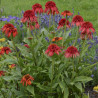 JEŻÓWKA HOT PAPAYA Echinacea