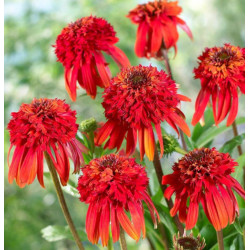 JEŻÓWKA HOT PAPAYA Echinacea