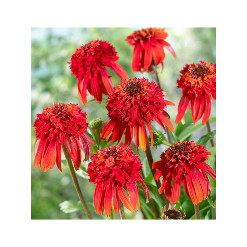 JEŻÓWKA HOT PAPAYA Echinacea