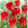 JEŻÓWKA HOT PAPAYA Echinacea
